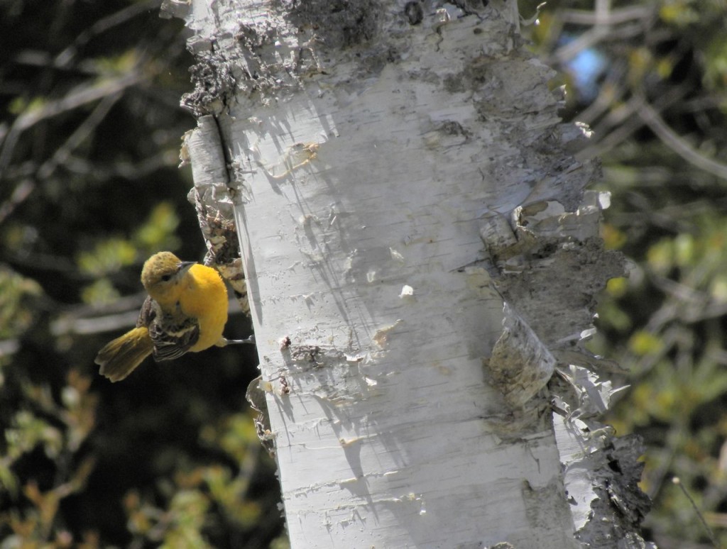 Baltimore Oriole. 2nd year bird.