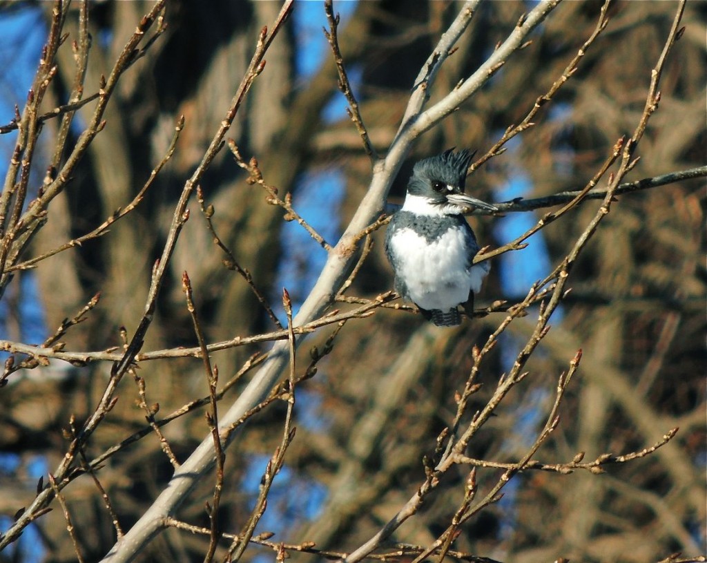 Belted Kingfisher La Salle Marina 3 Jan 2014