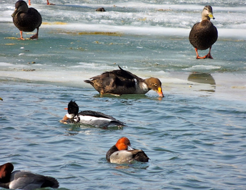 Black Ducks, King Eider, Red-breasted Merganser & Redheads