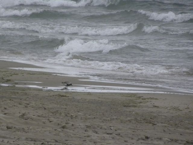 Black bellied Plover.  September 2011