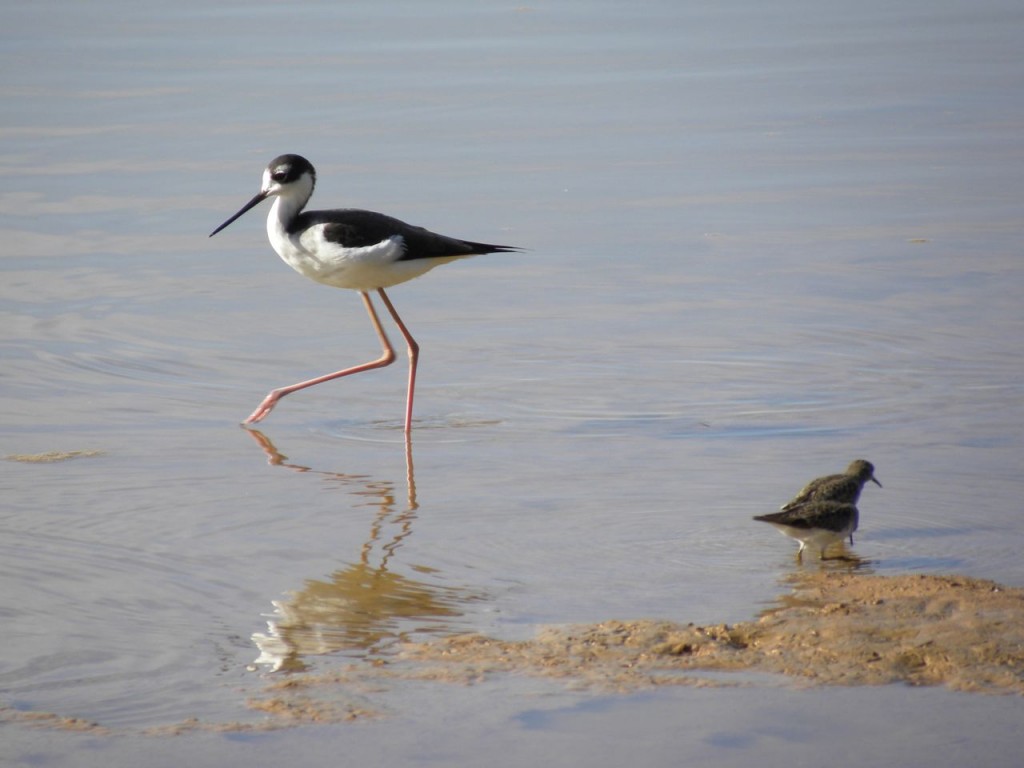 Black-necked Stilt and Least Sandpipers 