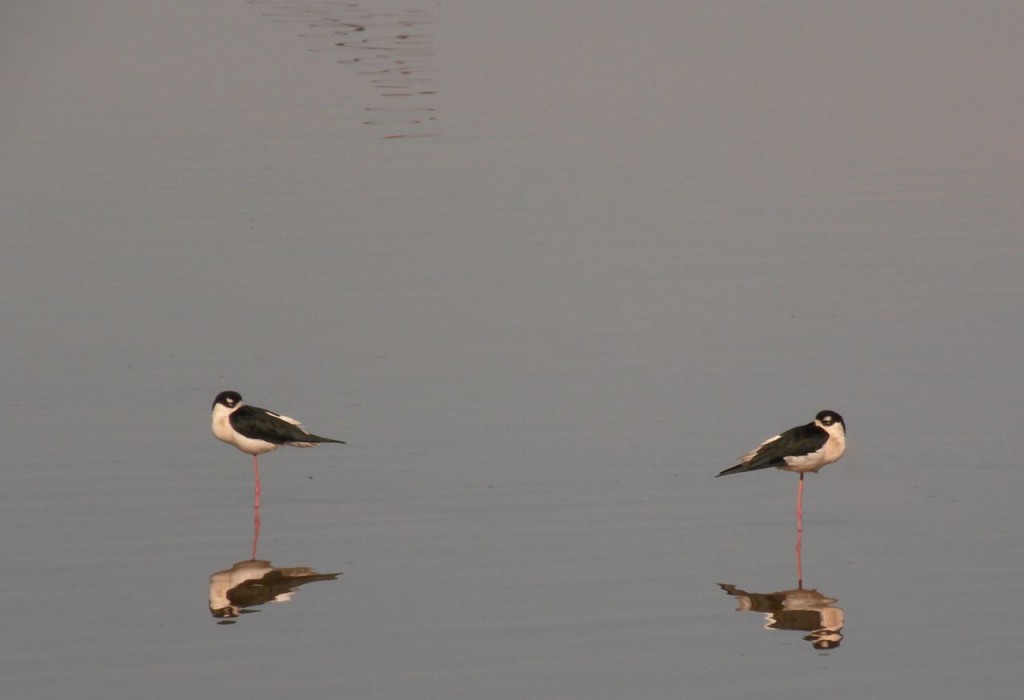 Black-necked Stilts