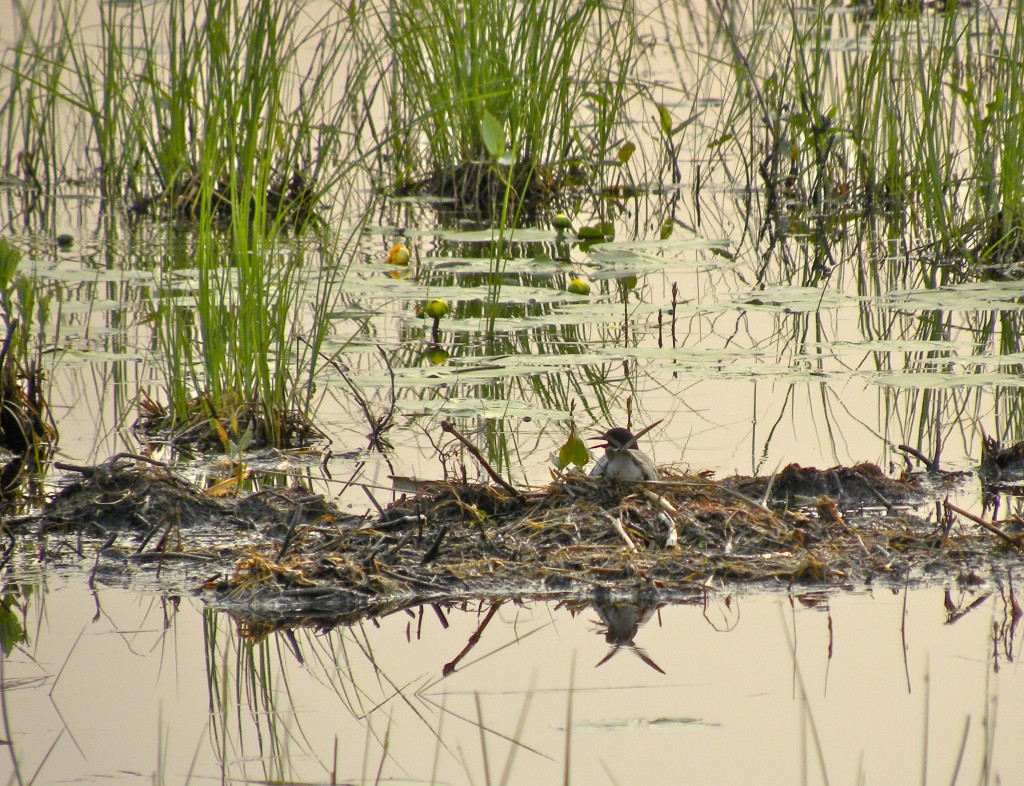 Black Tern incubating eggs. Note how wet this nest must be