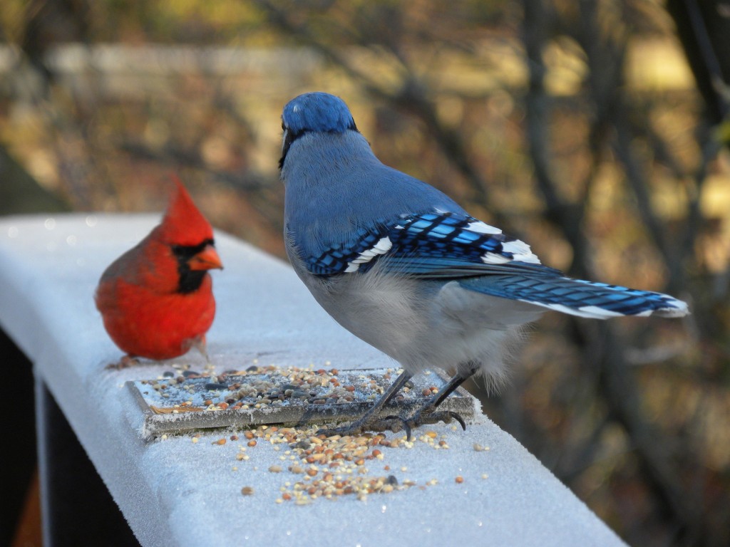 Blue Jay & Cardinal – My Bird of the Day