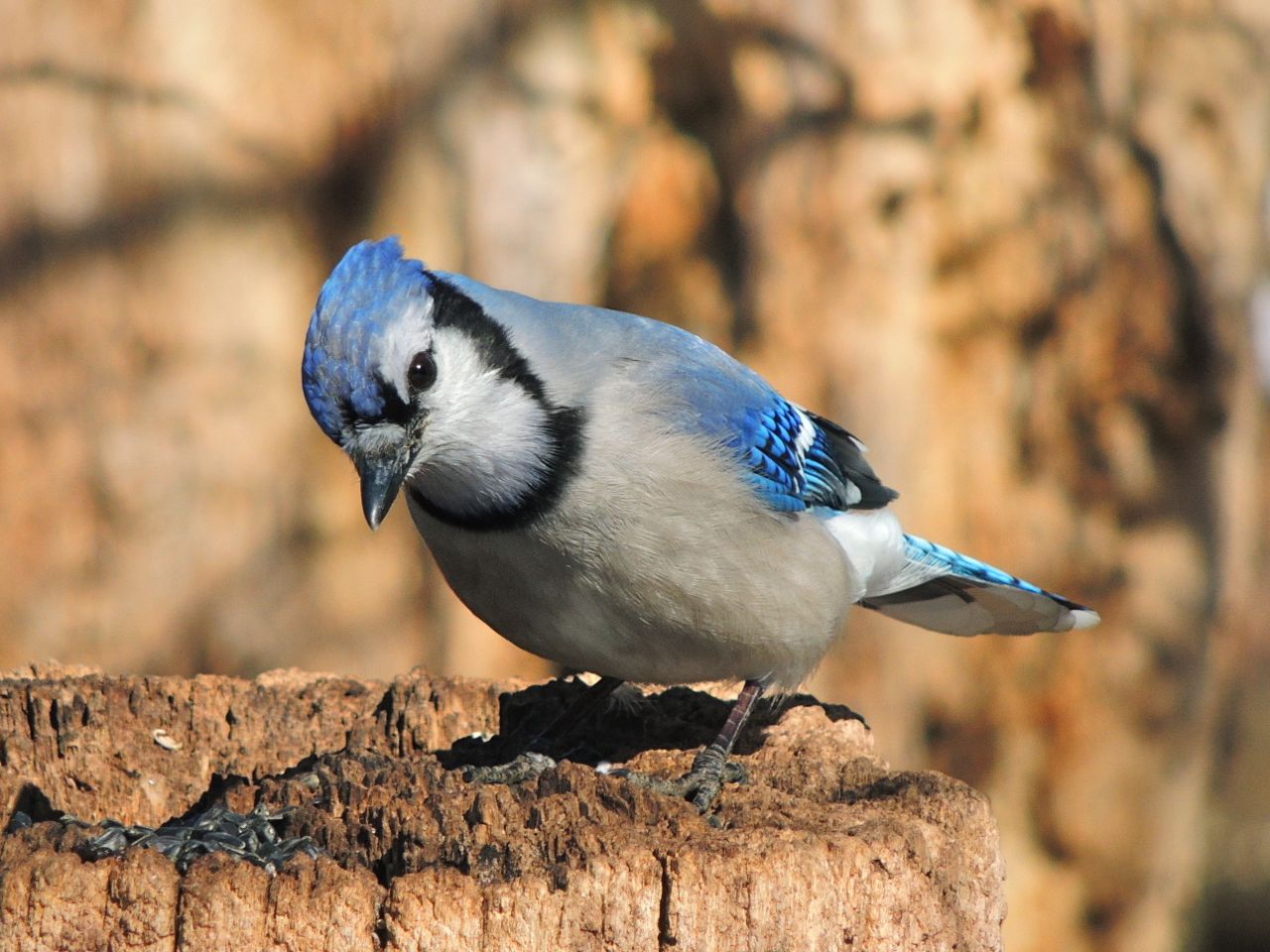 Blue Jay