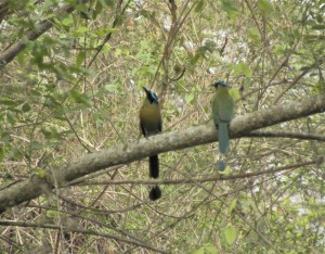 Blue-crowned Motmot