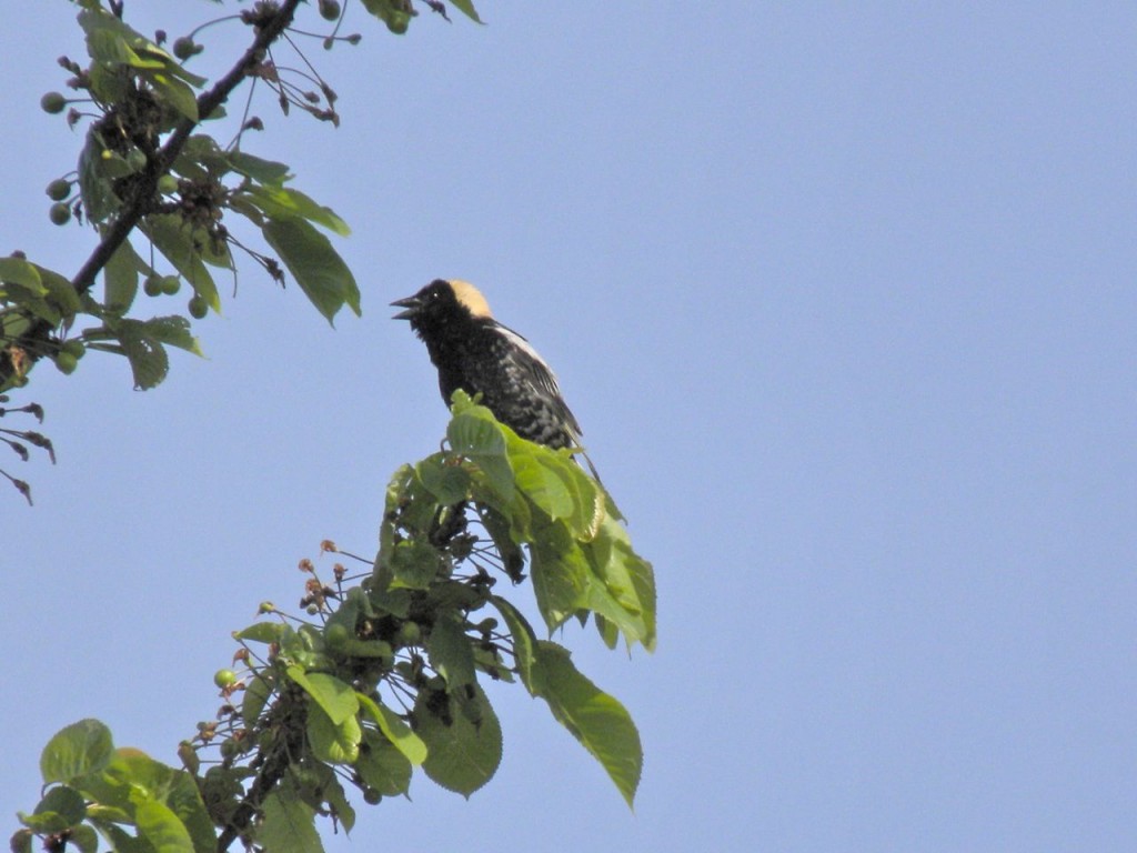 Bobolink song