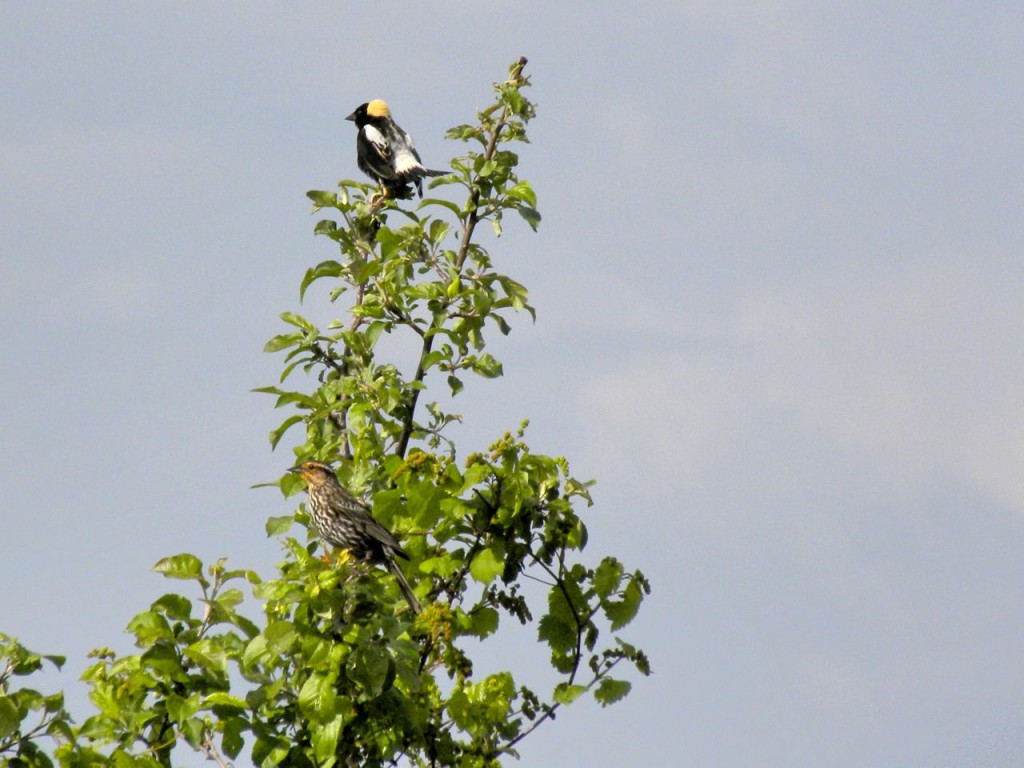 Bobolink and Red-winged Blackbird