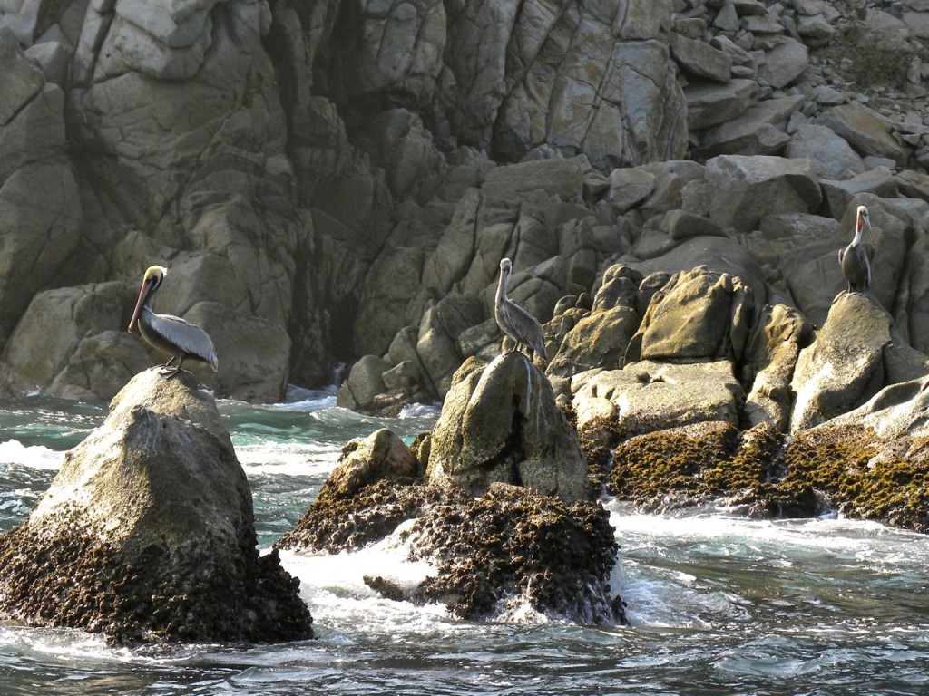 Brown Pelicans.