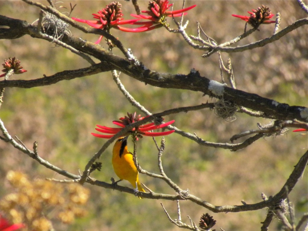 Bullock's Oriole in a Coral Tree.  This species of tree was sacred to the Aztec Indians