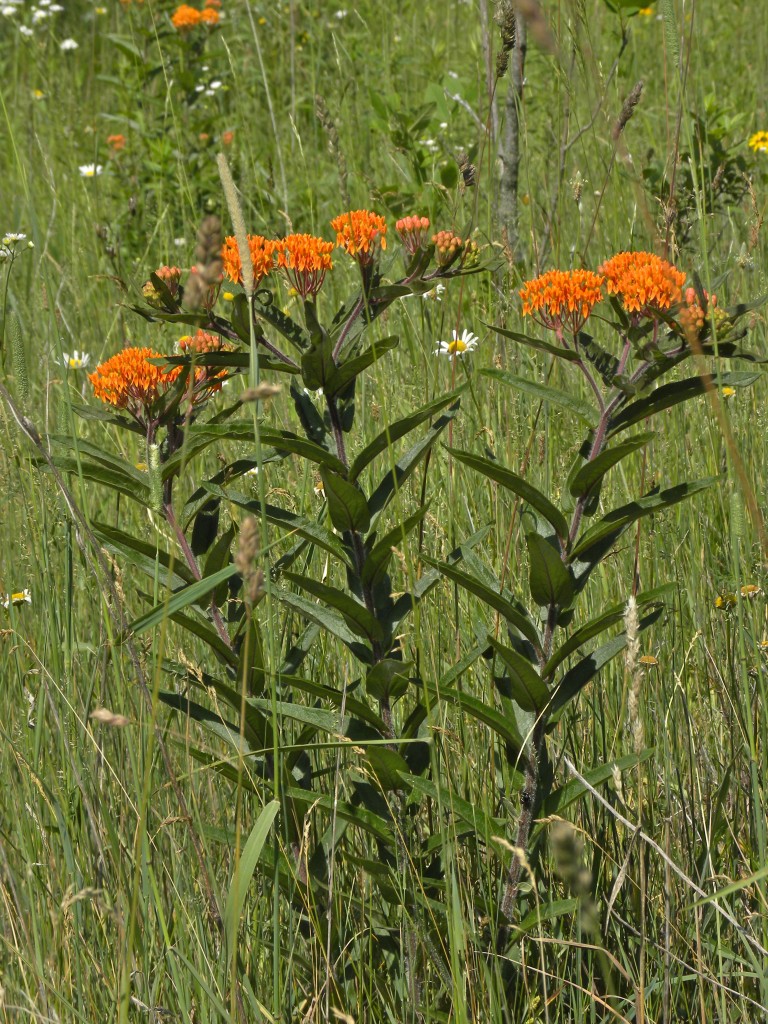 Butterfly Weed