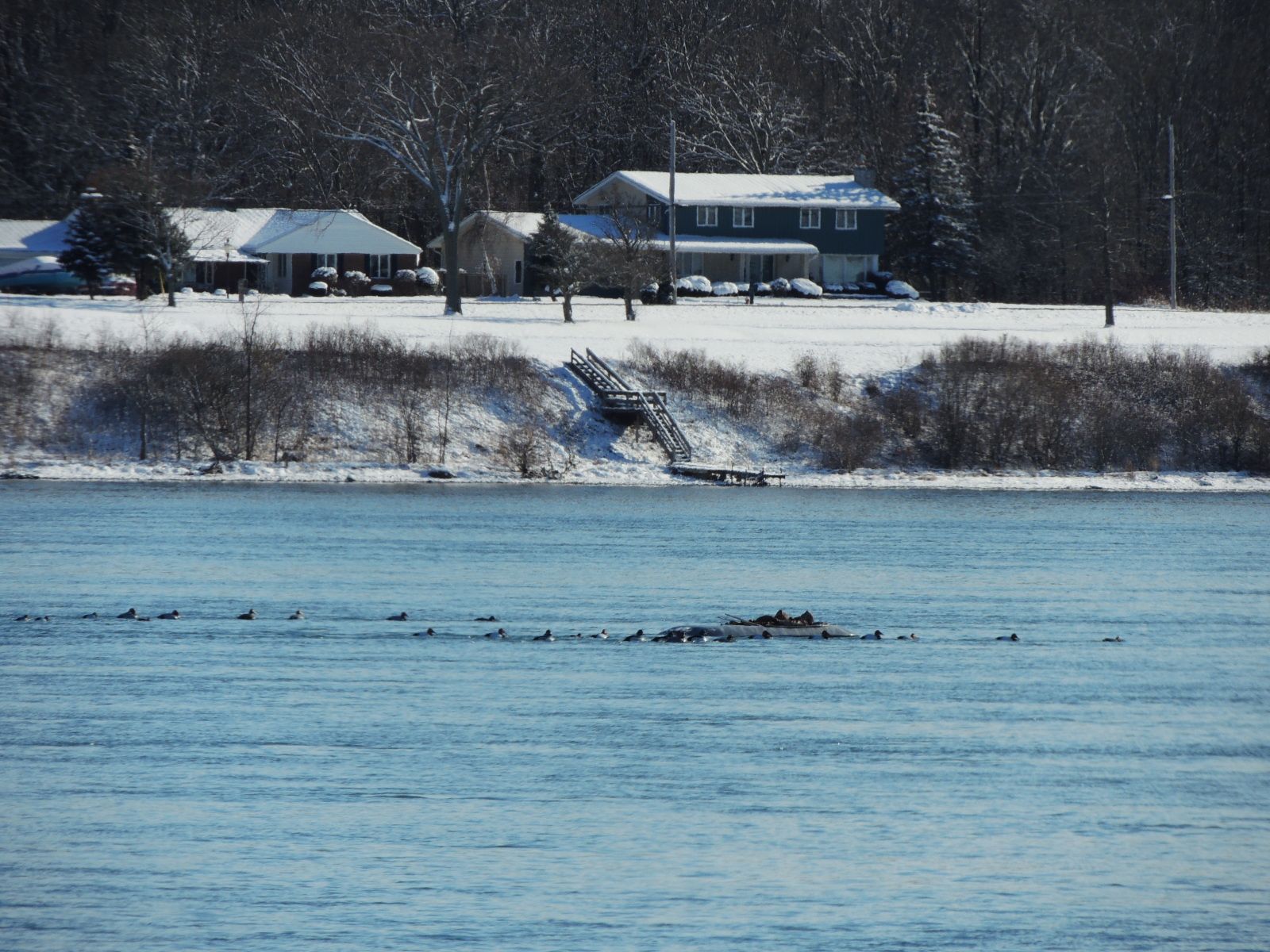 Canvasbacks?