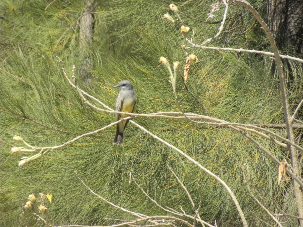 Cassin's Kingbird