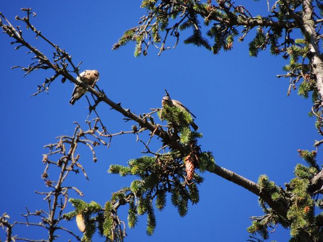 Cedar waxwing tree