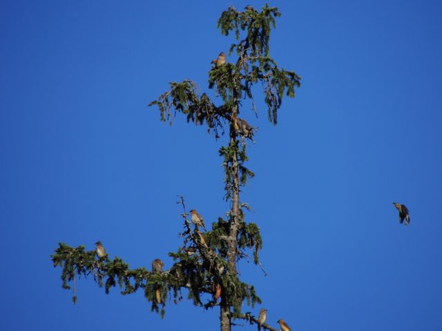 Cedar waxwings filling a Norway Spruce