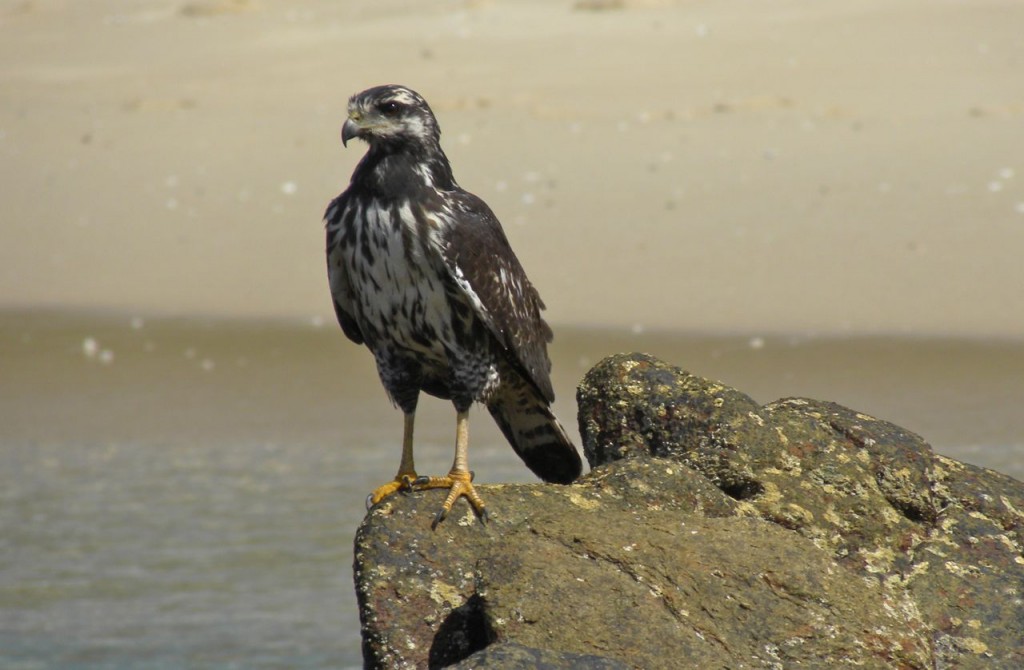 Common Black Hawk. Juvenile hanging around along the shoreline