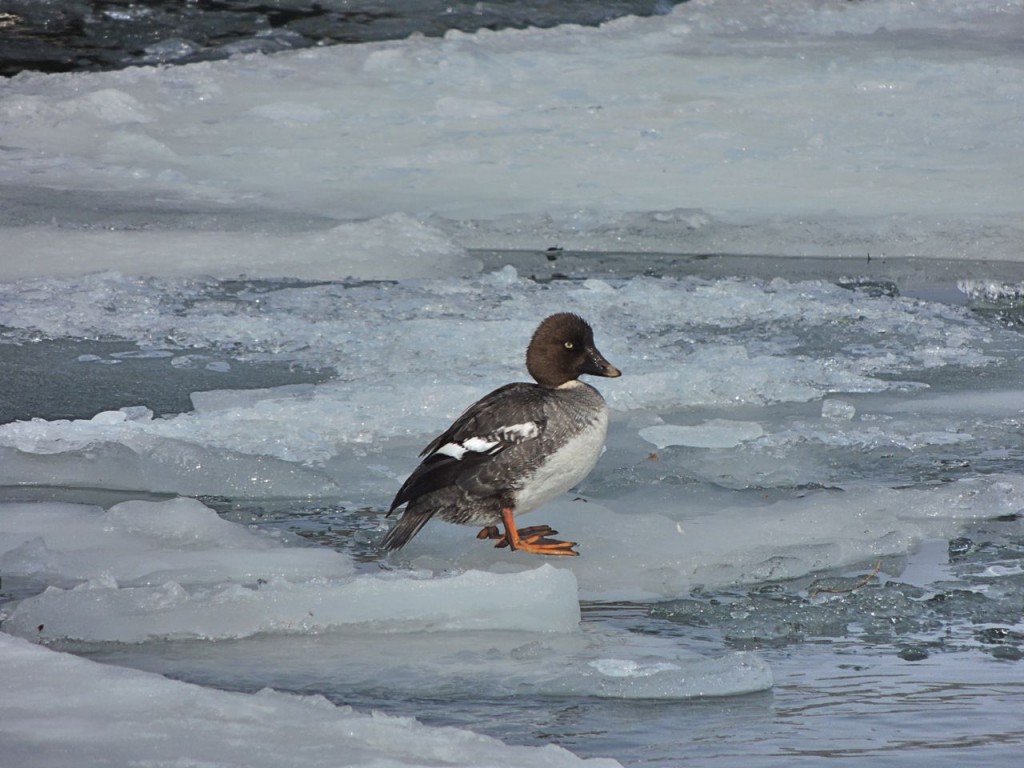 Common Goldeneye (f)