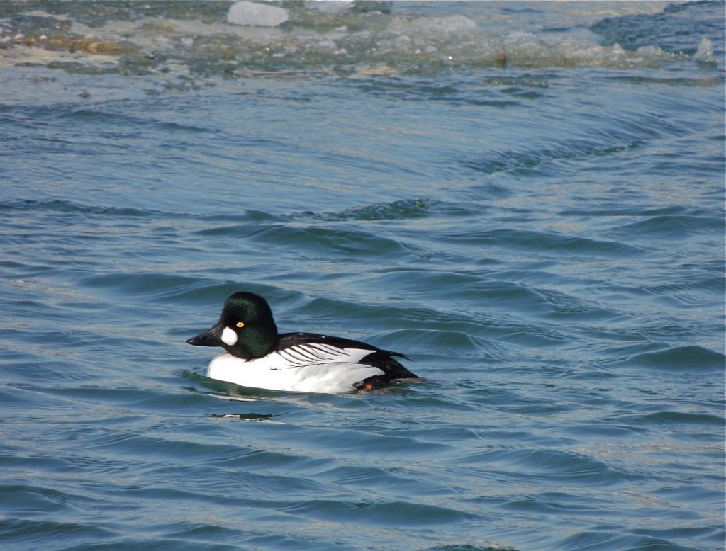 Common Goldeneye (m)