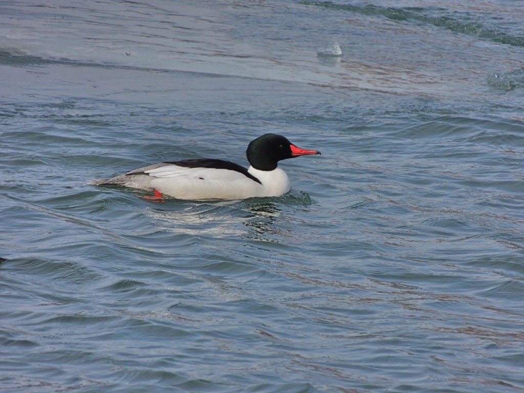 Common Merganser