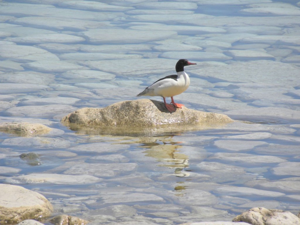 Common Merganser 