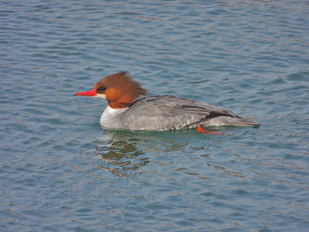 Common Merganser (f)