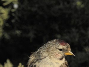 Common Redpoll - female