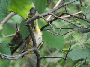 Common Yellowthroat RBG