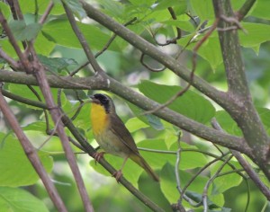 Common Yellowthroat Twiss Rd at Marl Pits