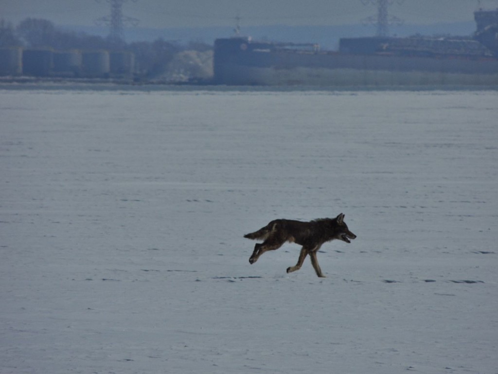 Coyote crossing 