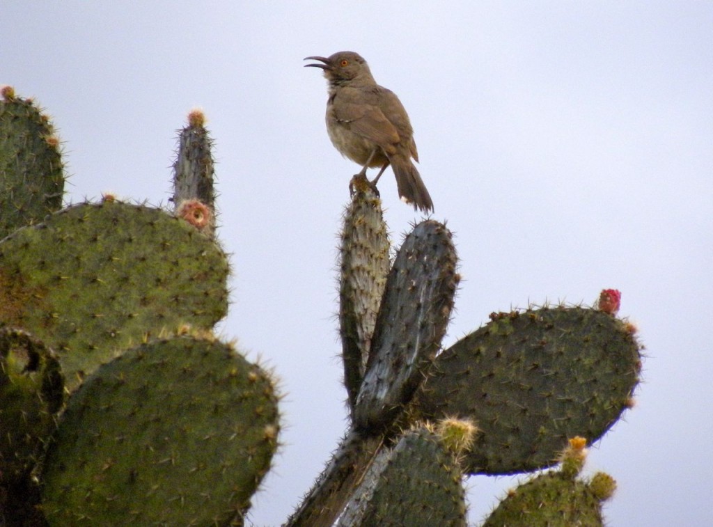 Curve-billed Thrasher singing in thanks for an overnight rain