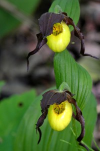 Yellow lady-Slippers