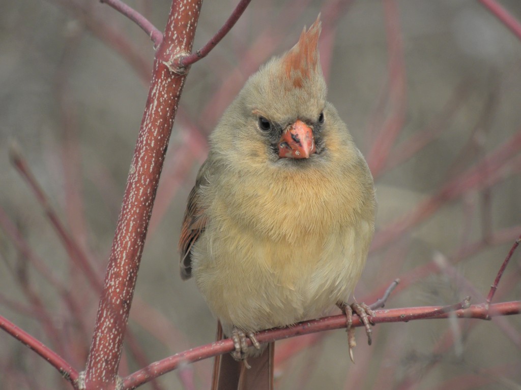 Female Northern cardinal