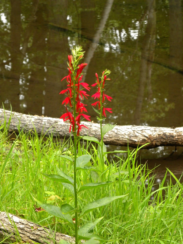 Cardinal Flower - a little preview of July.