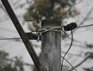 Rufous-naped Wren