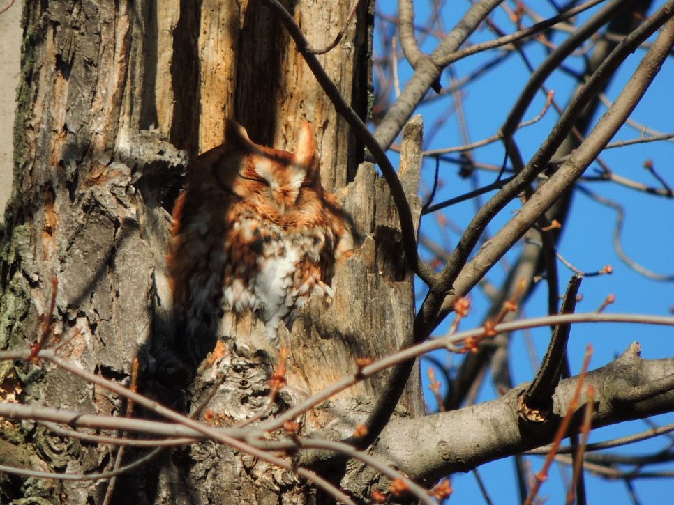 Screech Owl - red morph