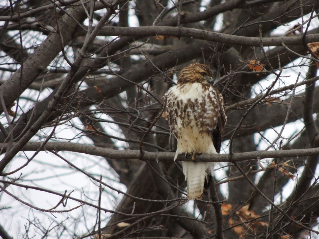 Red-tailed Hawk - a youngster.