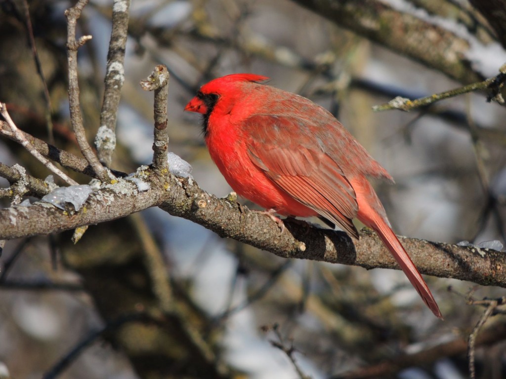 Male Northern Cardinal