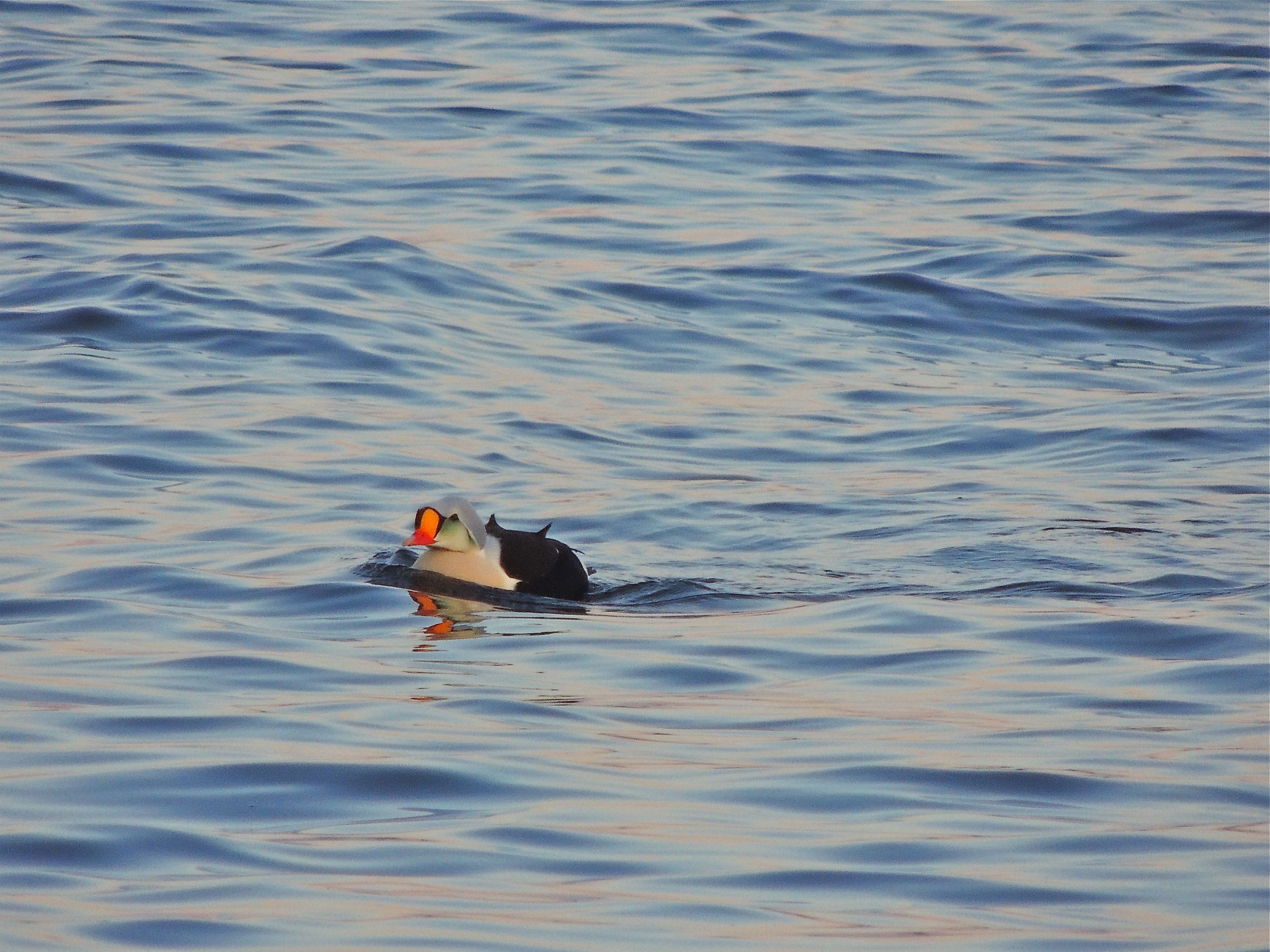 King Eider