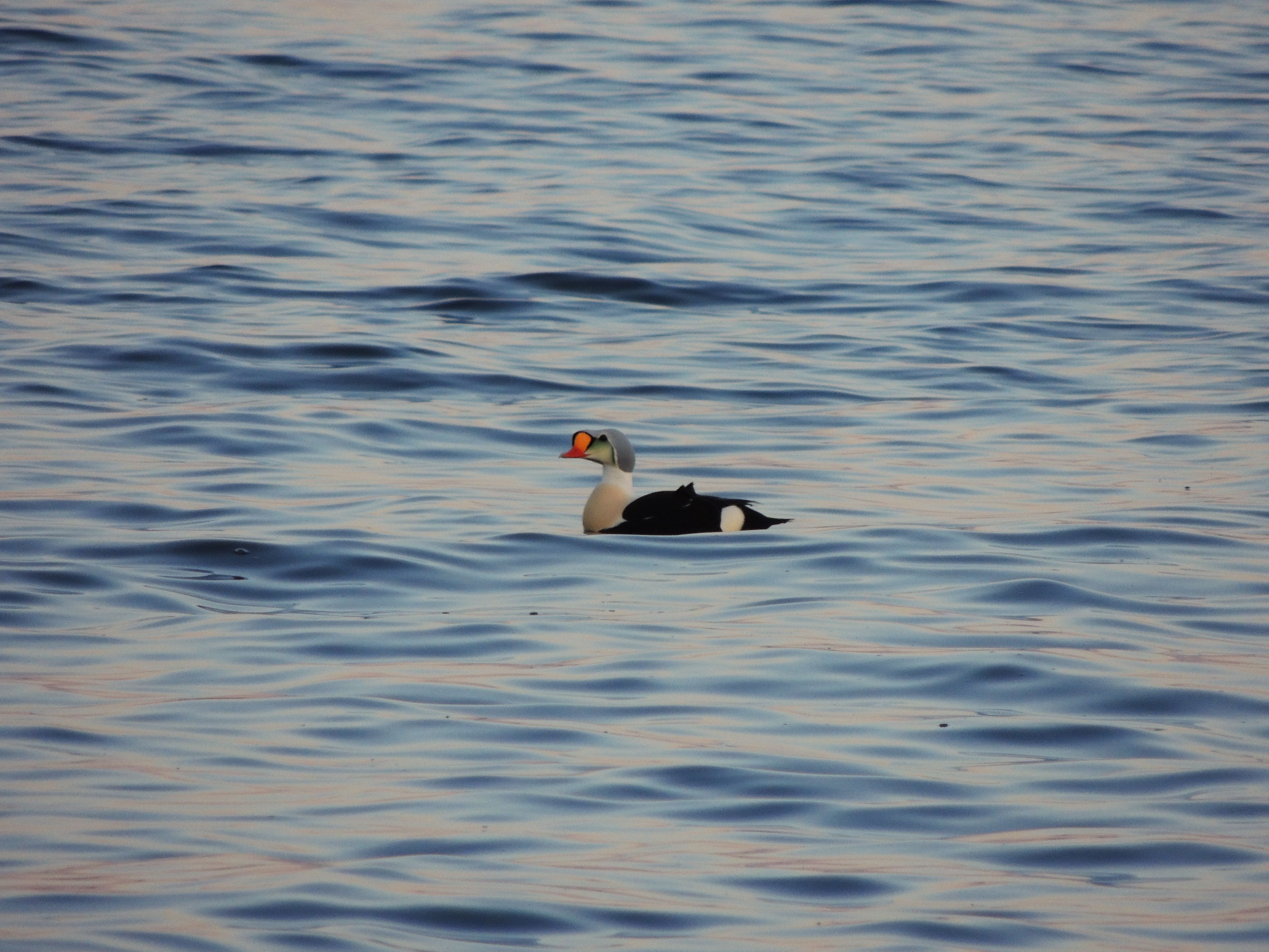 King Eider