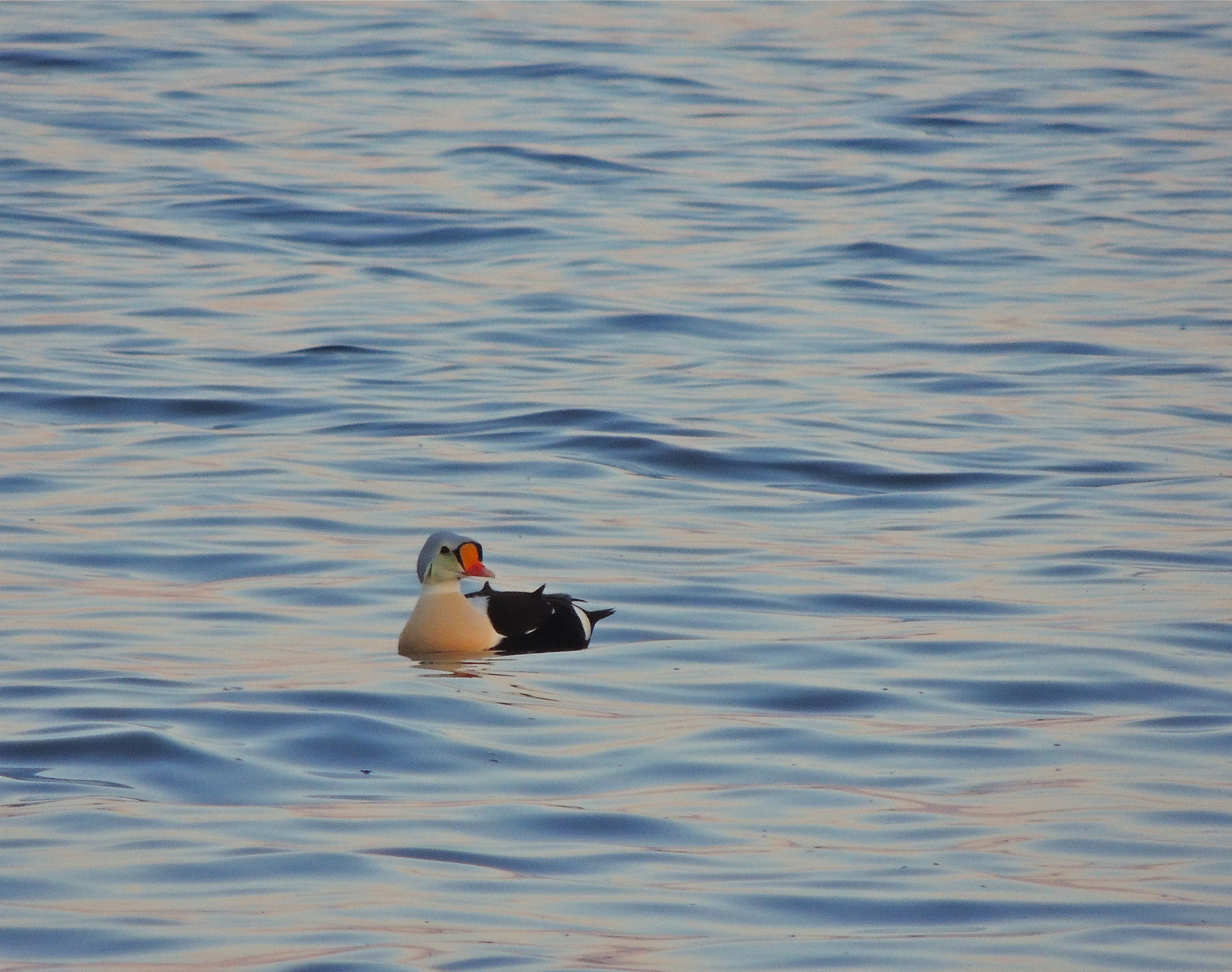 King Eider