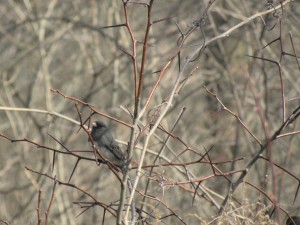 Dark-eyed Junco