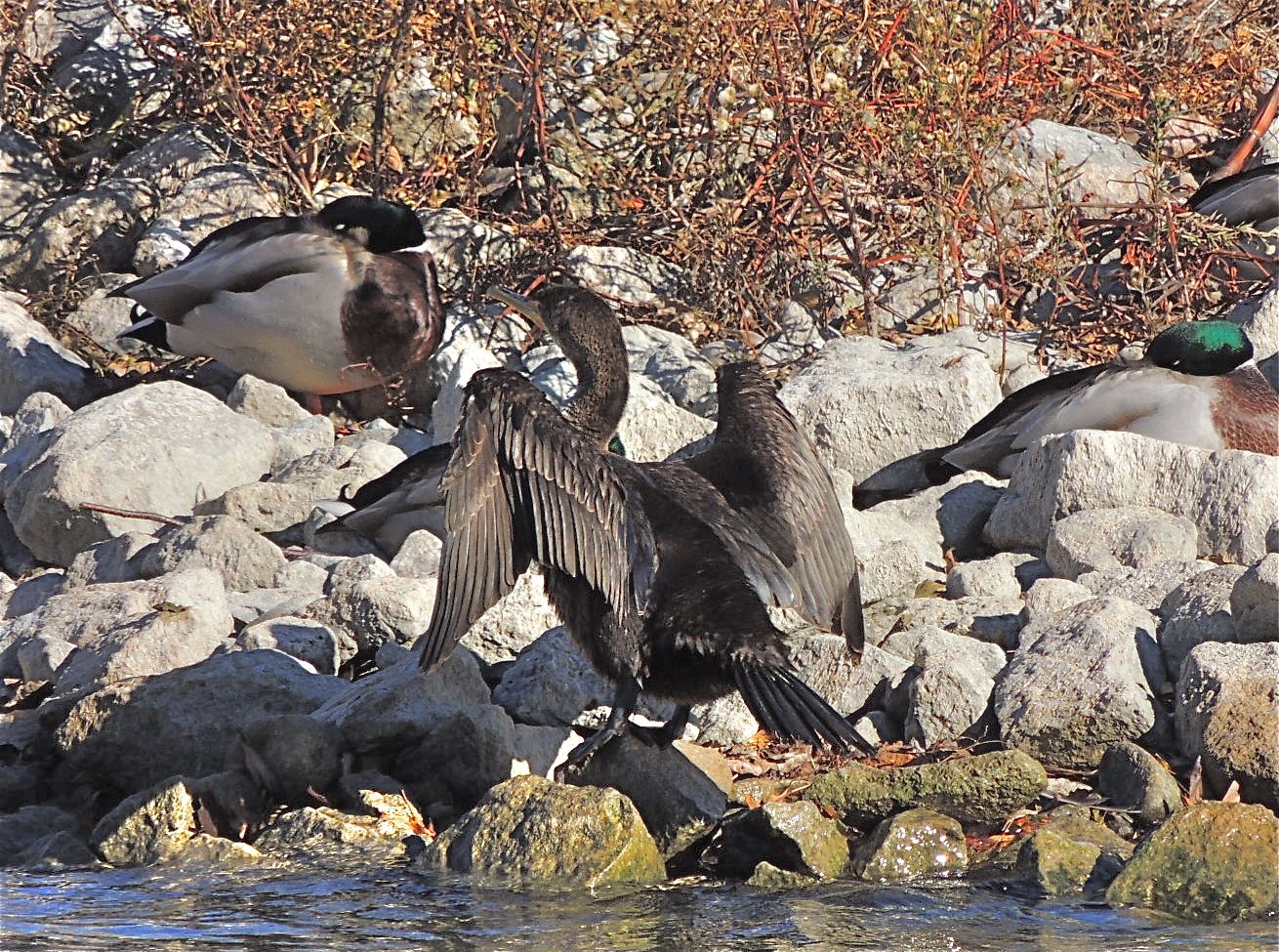 Double crested Cormorant.