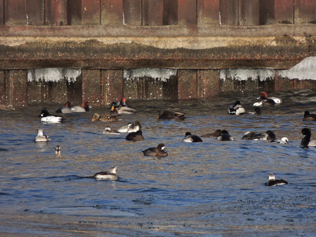 Duck medley on ice