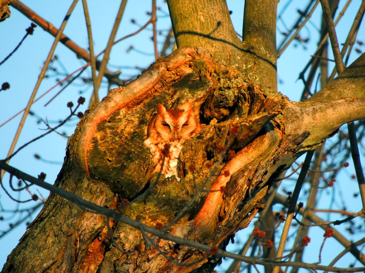 E. Screech Owl. Getting the last of the sun's warmth.