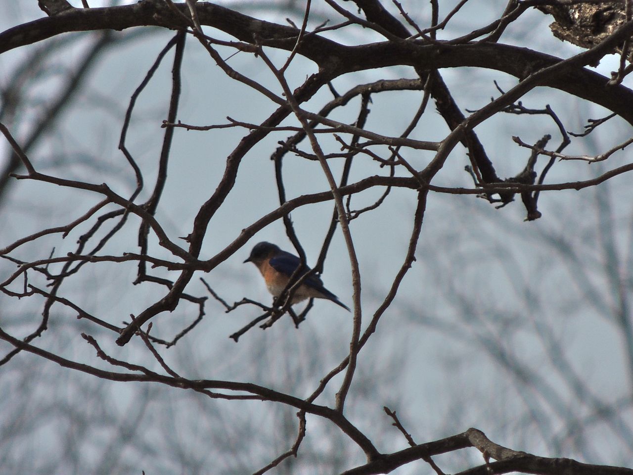 Eastern Bluebird