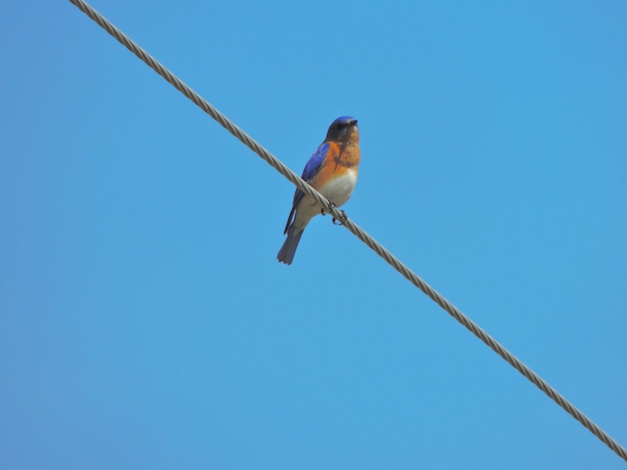 Eastern Bluebird (male)