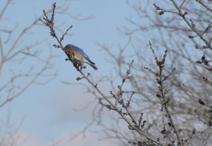 Eastern Bluebird watching for food below