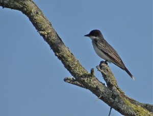 Eastern Kingbird