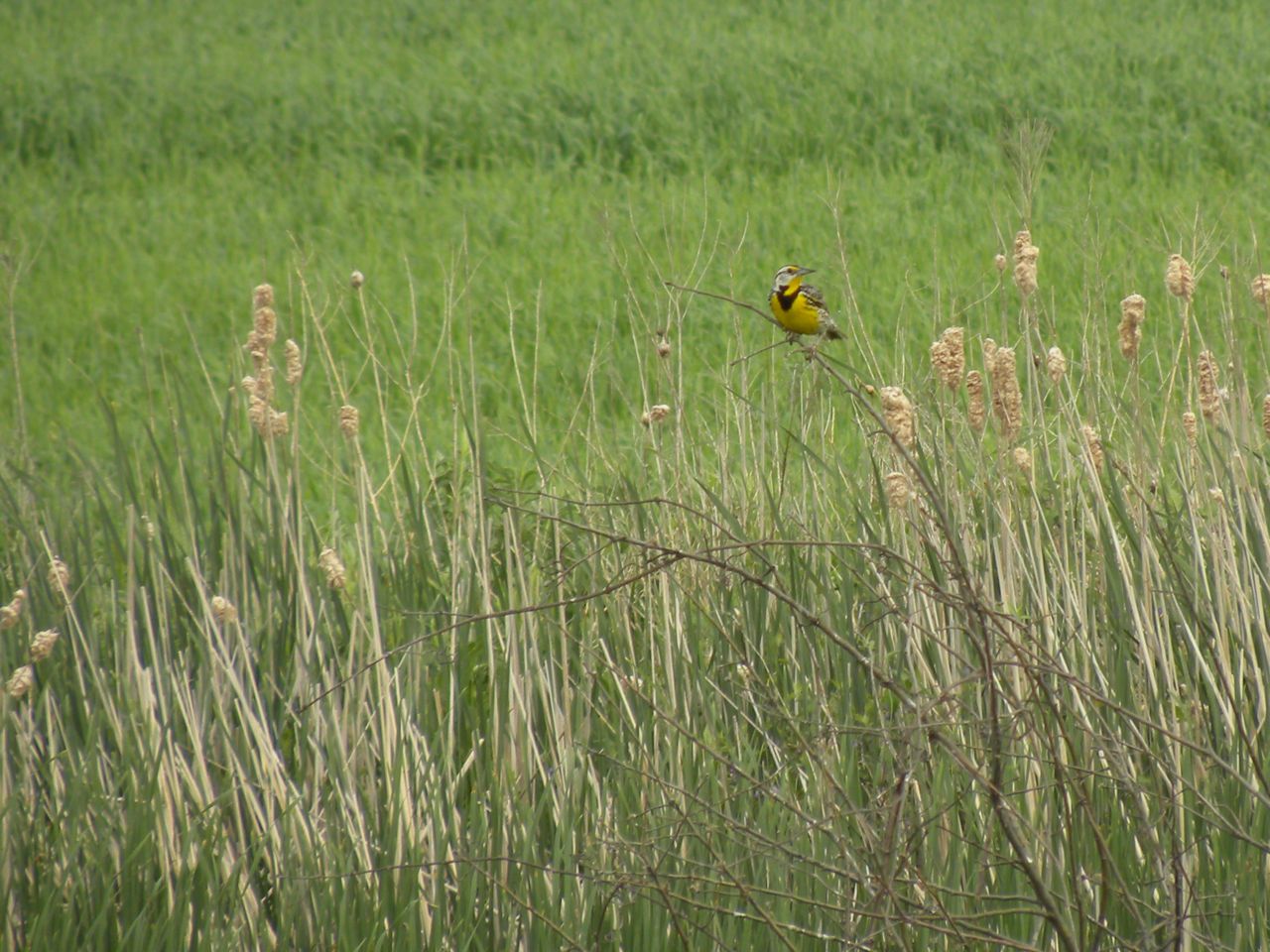 Eastern Meadowlark