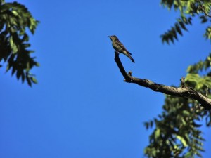 Eastern Wood Peewee RP 4 Sept 2013